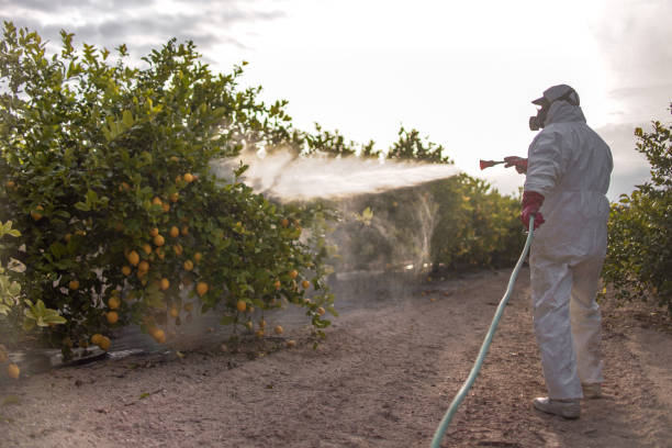 Best Pest Control for Homes  in Seco Mines, TX